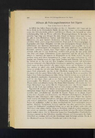 Möwen als Nahrungsschmarotzer bei Sägern