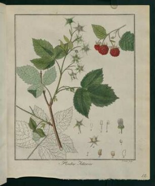 12r, Rubus Idaeus