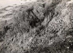 Ohne Titel (Bewachsene Düne)