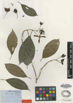 Blakea longibracteata Cogn. [holotype]