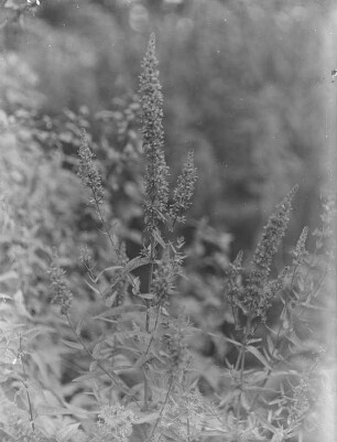 Gewöhnlicher Blutweiderich : Gewöhnlicher Blutweiderich (Lythrum salicaria Linnaeus).