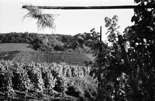 Ballrechten-Dottingen, Dottingen: Ausgehängter Stecken mit Strohbusch, am Weinberg