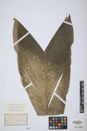Geonoma