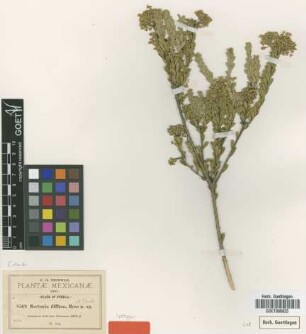 Mortonia diffusa Rose & Standl. [isotype]