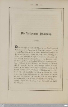 Die Rothbuchen-Pflanzung
