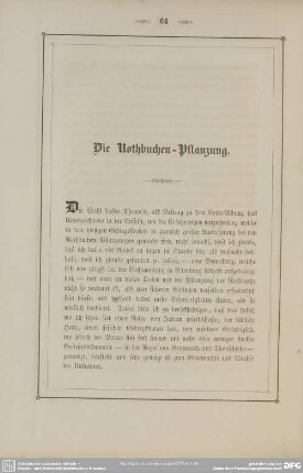 Die Rothbuchen-Pflanzung