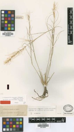 Aristida concinna Sonder [syntype]