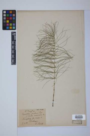Equisetum pratense Ehrh.