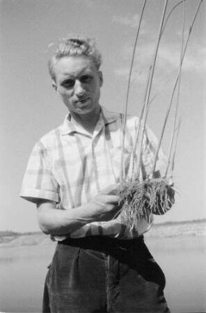 Ufergras. Vielleicht Strandhafer. Landwirt mit Rhizom