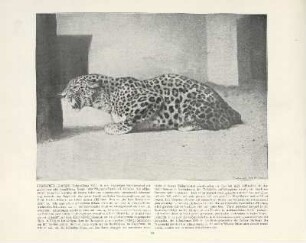 Persischer Leopard