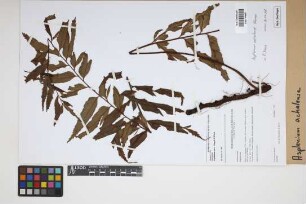 Asplenium achalense Hieron.