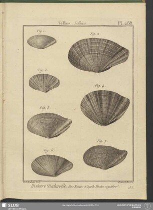 Pl. 288. Telline. Tellina