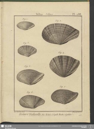 Pl. 288. Telline. Tellina