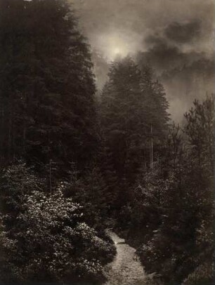 Waldweg bei Mondschein