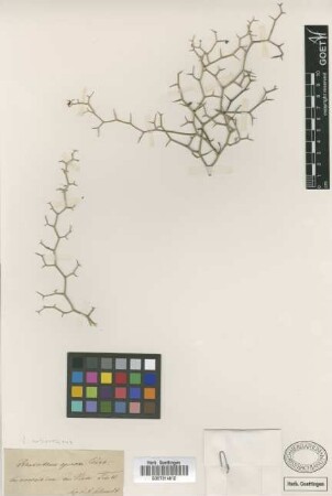 Rhabdotheca spinosa Webb
