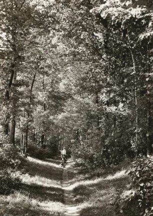 Jessen (Lommatzscher Pflege). "Hohle" (Hohlweg) mit Fußweg und Gehölz