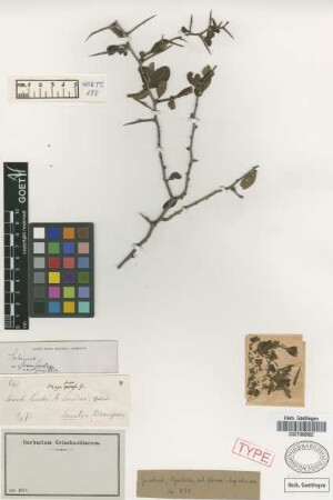 Schinus sp. Not on sheet