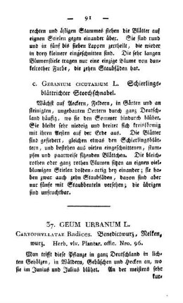 37. Geum urbanum L.