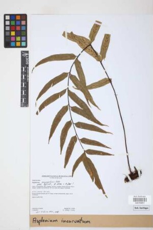 Asplenium incurvatum Fée