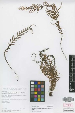 Lellingeria subsessilis (Baker) A.R.Sm. & R.C.Moran