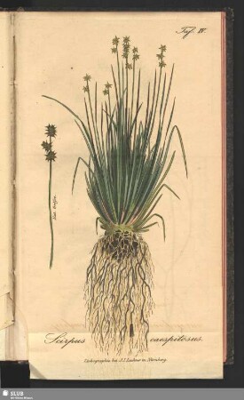 Taf. IV. Scirpus caespitosus