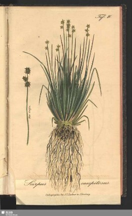 Taf. IV. Scirpus caespitosus