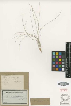 Panicum nudiculme Mez