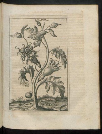 Datura