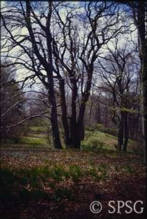 Potsdam, Park Babelsberg.