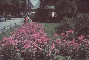 Blumenrabatte in einem Park. Ansicht mit Hinweisschild "Klepper"