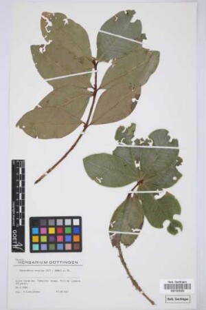 Heberdenia excelsa (Ait.) Banks ex Roem. & Schult.