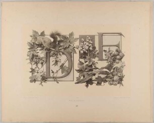 IV. Initiale D E mit Ahorn und Eichhörnchen - Kastanien und Elster