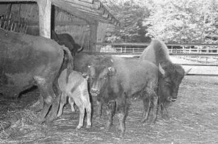 Bisons im Tierpark Oberwald