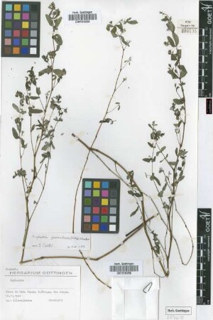 Euphorbia