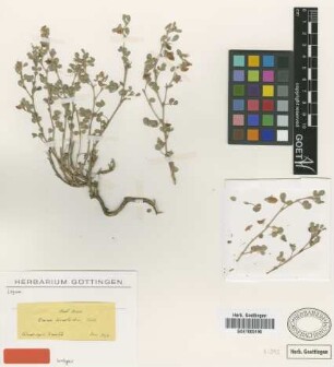 Ononis adenotricha Boiss. [isotype]