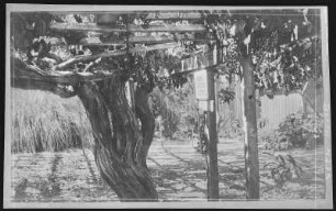 Montecito, Kalifornien. Under the Largest Grape Vine in the World