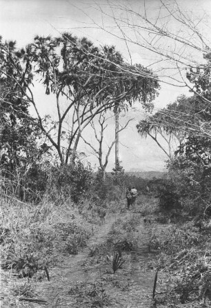 Professort Hennig mit Rucksackträger : Savannenlandschaft mit zwei Expeditionsmitgliedern auf einem Weg
