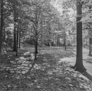 Göda und Umgebung : Wald bei Göda