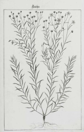 Flachs, Seite 167