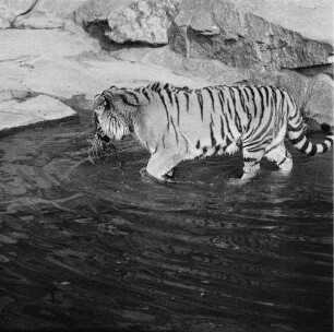 Zootiere. Sibirischer Tiger im Tierpark Berlin-Friedrichsfelde