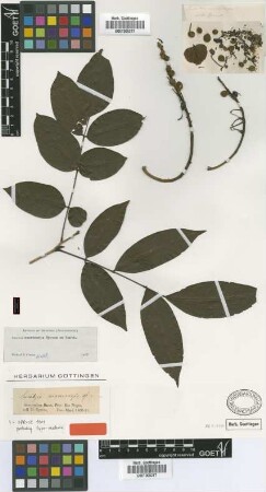 Swartzia macrocarpa Spruce ex Benth. [type]