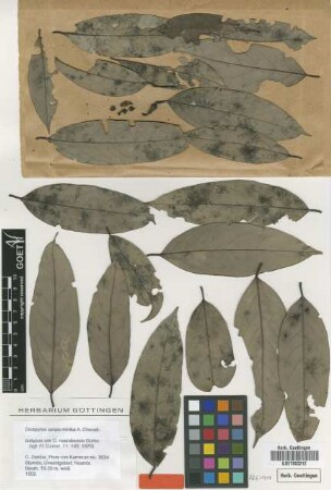 Diospyros nsambensis Gürke [isotype]