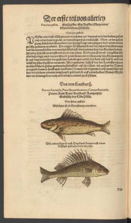 Von dem Kaulbarß. Porcus fluviatilis, Perca fluviatilis minor, Cernua fluviatilis. Porces/ Kutt/ Kaut/ Kaulbarß/ Kaulpersich/ Goldfisch/ bey Cöln/ Pösch.