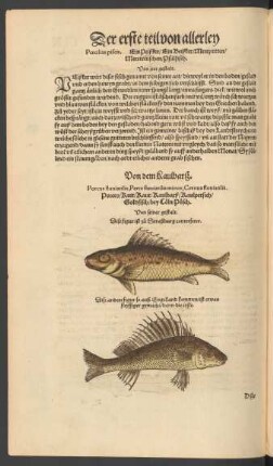 Von dem Kaulbarß. Porcus fluviatilis, Perca fluviatilis minor, Cernua fluviatilis. Porces/ Kutt/ Kaut/ Kaulbarß/ Kaulpersich/ Goldfisch/ bey Cöln/ Pösch.