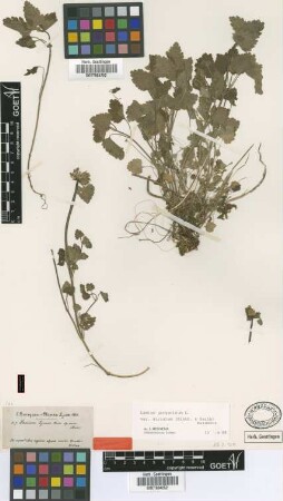 Lamium lycium Boiss. [type]