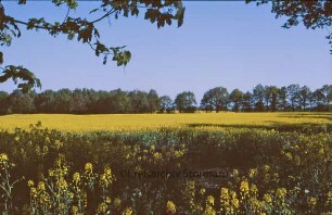 Rapsfeld