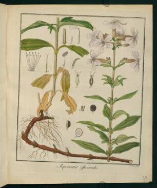 39r, Saponaria officinalis