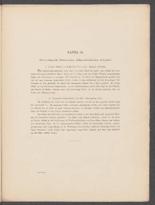 Tafel 19. Hervorragende Erzeugnisse südamerikanischer Industrie.