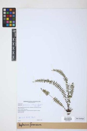 Asplenium formosum Willd.