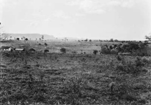 Landschaft bei Botucatu : Eine Graslandschaft mit einzelnen Bäumen bei Botucacu.